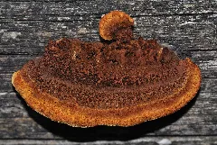 Gloeophyllum Sepiarium Qtl1