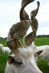 Goat With Spiral Horns