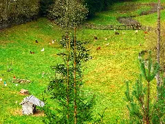Goats Panoramio (4)