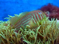 Gobiodon Histrio 6.1.2011 030 B