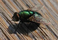 Goldfliege (Lucilia Spec.) 001