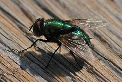 Goldfliege (Lucilia Spec.) 002