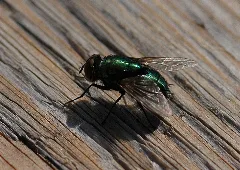 Goldfliege (Lucilia Spec.) 003