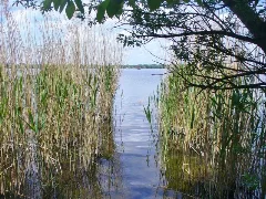Golm Schilfguertel Am Zernsee (Reedbelt On The Zernsee) Geo.hlipp.de 36858