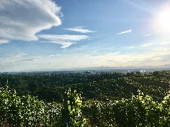 Grape Fields