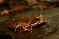 Grasfrosch1