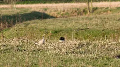 Graugans, Nsg Steveraue, Olfen, Nordrhein Westfalen