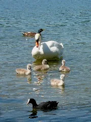 Greifensee Schwäne01