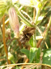 Grenchen Autographa Gamma (Pistooltje)