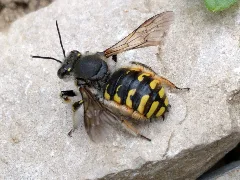 Grenchen Grote Wolbij (Anthidium Manicatum)
