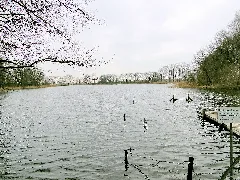 Grenzhausen Kiebitzmoor 2012 03 15 071