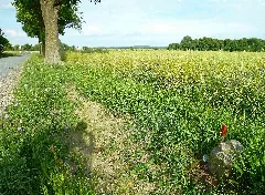 Grenzstein 25 Ls 2 Kp Ks