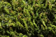 Grimmia Hartmanii (D, 145056 482526) 2044