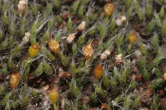 Grimmia Laevigata (D, 153523 482446) 0814