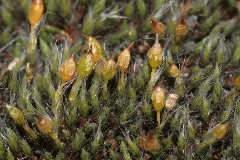 Grimmia Laevigata (D, 153523 482446) 0817