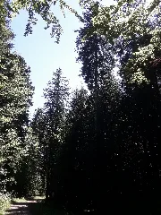 Grote Sparren In Pfalzgrafenweiler 04