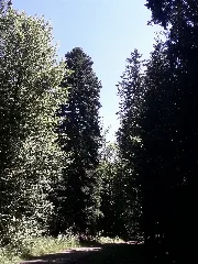 Grote Sparren In Pfalzgrafenweiler 05