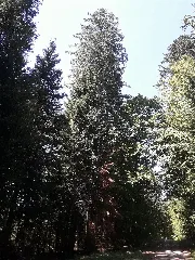 Grote Sparren In Pfalzgrafenweiler 06