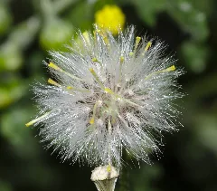 Groundsel Seeds (34342505465)