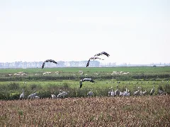Grus Grus Bei Groß Mohrdorf