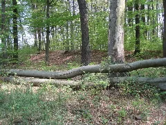 Gueldenberp