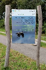 Günz Hwt1