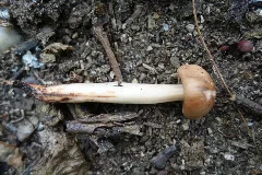 Gymnopus Fusipes 48379059