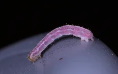 Gymnoscelis Rufifasciata Schwetzingen