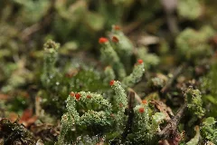 Haard Cladonia Bellidiflora (37799266422)