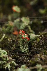 Haard Cladonia Sp. (37572894470)