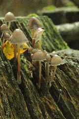 Haard Clustered Bonnet Mycena Inclinata (24010737488)
