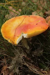 Haard Fly Agaric Amanita Muscaria (37829116531)