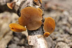 Haard Mushroom (23997325588)