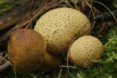 Haard Parasitic Bolete Pseudoboletus Parasiticus (37829129661)