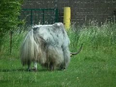 Hähnichen 2017 05 25 01
