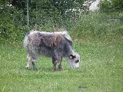 Hähnichen 2017 05 25 03