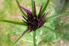 Haferwurzel Tragopogon Porrifolius