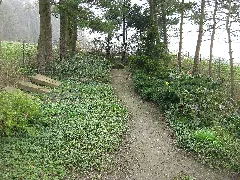 Halle (Westf.) Waldgrab Potthoff