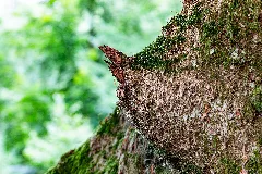 Haltern Am See, Naturpark Hohe Mark, Hohemarkenbusch, Baumstamm 2024 4395