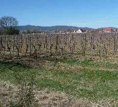 Hambacher Schloss Und Großfischlingen Panoramio