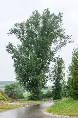 Harburg Grossorheim 2 Pappeln Und 2 Eschen 01