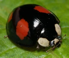 Harmonia.axyridis.1
