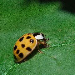 Harmonia Axyridis (9392830145)