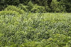 Haslacher Moor 0326