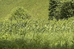 Haslacher Moor 0329