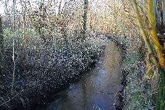 Hasselbach2