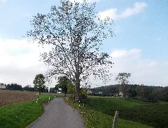 Haßlauo