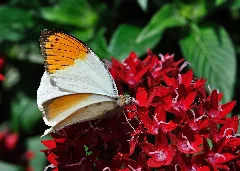 Hebomoia Glaucippe Qtl1
