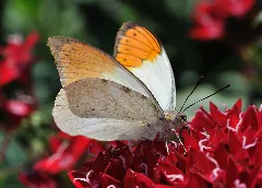 Hebomoia Glaucippe Qtl2