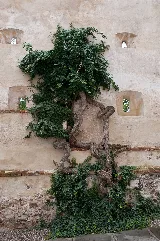 Hedera Helix Efeu Auf Der Schallaburg
